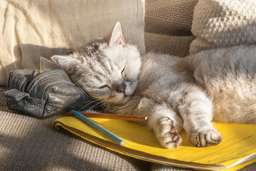 Sommerferien! Katze schläft auf den von der Sonne aufgewärmten Schulsachen und verhindert ein Weiterarbeiten