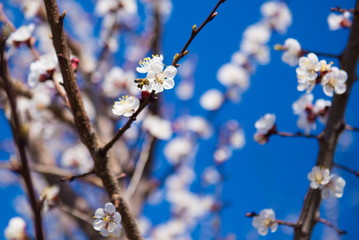  bee flew in the flower, pollinating flowering trees. Gardening in spring. Spring Flowering branch on background blue sky. Cherry Blossom. White flowers on tree branch, selective focus

