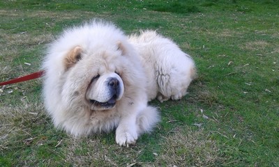 chow-chow