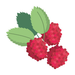 raspberry natural diet icon vector illustration eps 10