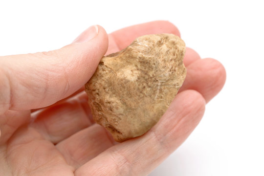 White truffle on the hand