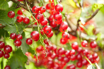 red currant bush at summer garden branch