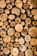 Abstract photo of nature oak