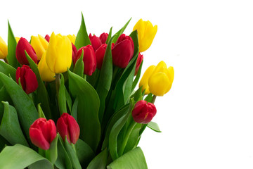 bunch of fresh yellow and red tulip flowers with green leaves close up isolated on white background