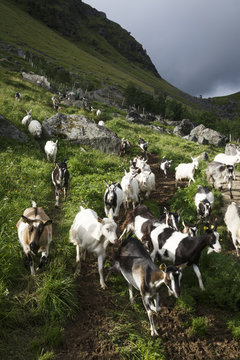 Goats at an organic farm in Saupstad, producing goat cheese and sausages, Vestv&OElig;g&iquest;y commune, Lofoten Islands, Norway.