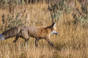 Red Fox in Fall