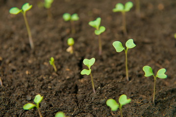 seedling in the ground, selective focus, small sprouts green leaves in the garden.     Small cucumber seedling 

