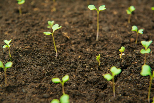 seedling in the ground, selective focus, small sprouts green leaves in the garden.     Small cucumber seedling 

