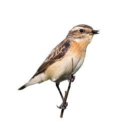 female whinchat with prey in its beak. Beetle caught for chicks. Taking care of the offspring. White background