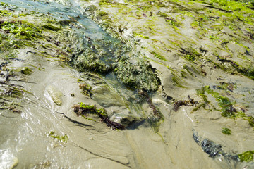 Algae and sand