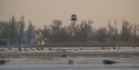 The water area of the port with gulls on the ice