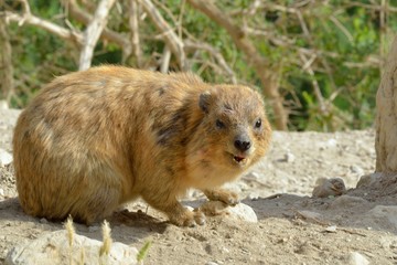 Syrian rock Hyrax