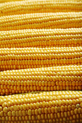 Sweet and ripe corns background