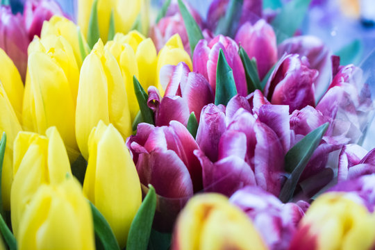 Fototapeta Fresh big pink yellow tulips