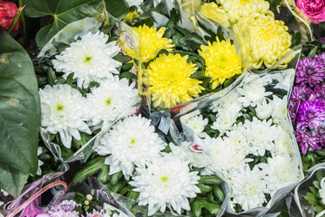 Fresh big yellow and white chrysanthemum closeup