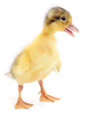 one yellow duckling