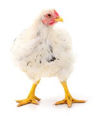 white hen isolated.