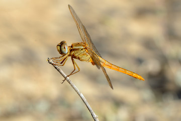 Dragonfly