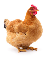 Brown hen isolated.