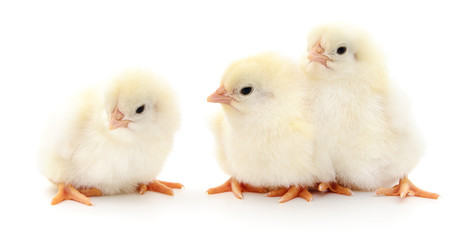 Fototapeta premium Three cute chicks.