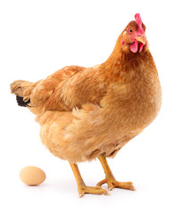 Brown hen with egg.