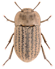 Darkling beetle Opatrum sabulosum isolated on white background, dorsal view of beetle.