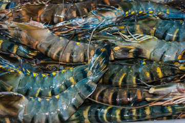 shrimp and other seafood at a market in Thailand