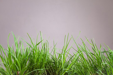 Obraz na płótnie Canvas leaf grass on a gray background
