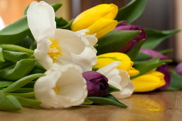 Fototapeta na wymiar bunch of fresh purple, yellow and white tulip flowers close up. Soft focus and bokeh