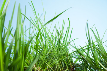 leaf grass on a blue background