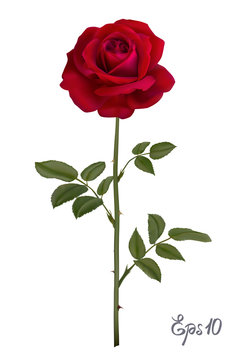 Beautiful red rose Isolated on white background.