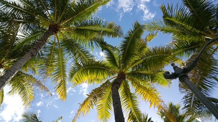 Fototapeta na wymiar Palm tress in Honolulu, Hawaii