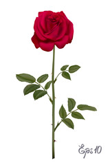 Beautiful red rose Isolated on white background.