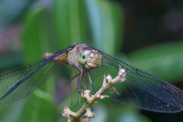 close up macro dragonfly stays on tree