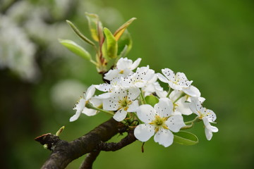 Birnenblüte, Ostern, Frühling