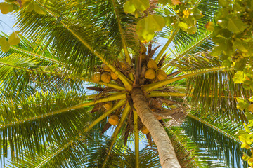 Obraz premium Coconut palm tree under blue sky, Krabi province, Thailand