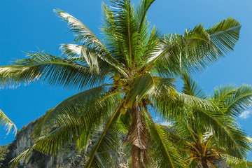 Fototapeta premium Coconut palm tree under blue sky, Krabi province, Thailand
