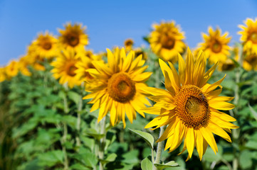 Obraz premium Field of sunflowers