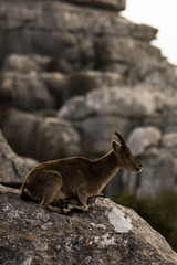 Spanish ibex in Torcal de Antequera