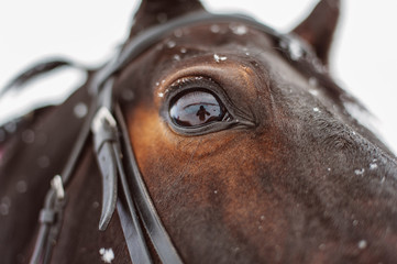 Eye of a brown horse and human reflection of the photographer in him, close-up