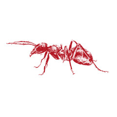 Red Ant