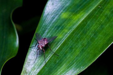red eyes fly stays on leaf