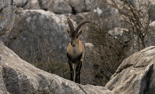 Spanish ibex in Torcal de Antequera