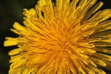 blooming dandelion
