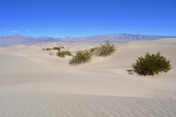 Fototapeta na wymiar Mesquite Flat Sand Dunes Death Valley National Park California