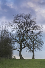 Ash Trees / An image of a pair of ash trees against a beautiful evening sky