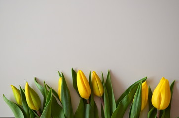 Naklejka premium zółte tulipany na białym tle