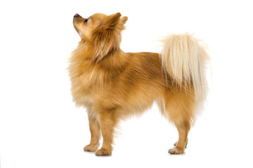 Stehender Zwergspitz