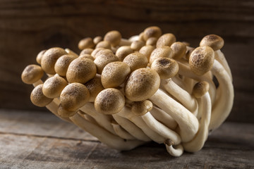 Shimeji mushrooms brown varieties on wood