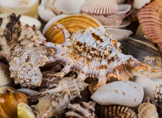 Seashell background, lots of different seashells piled together